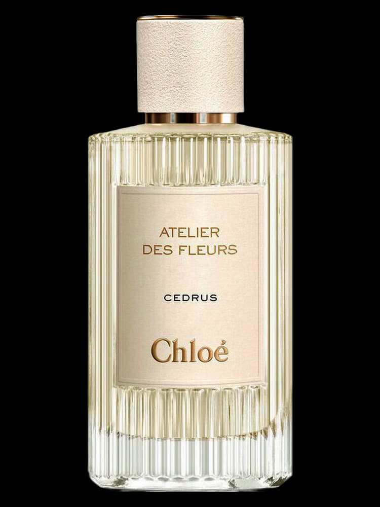 Chloe Atelier des Fleurs Cedrus